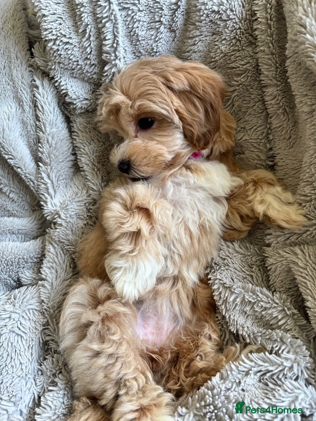 Maltipoo dogs for sale: Maltipoo puppy in Nottingham - Advert 2