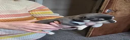 Chihuahua dogs for sale: Beautiful Applehead Chihuuas - Advert 6
