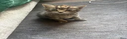 Mixed Breed cats for sale: 5 gorgeous kittens  - Advert 3