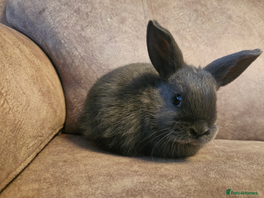 Mixed Breed rabbits for sale: 8 week old grey blue otter netherland dwarf x - Advert 20