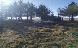 German Shepherd dogs for stud: Dresden - dog for stud in Ballindalloch - Image 4