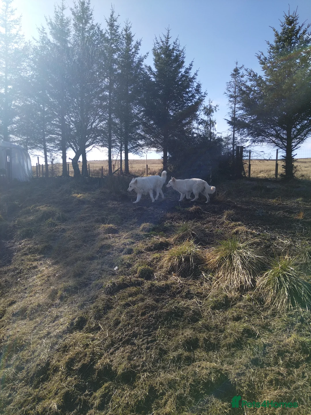 German Shepherd dogs for stud: Dresden - dog for stud in Ballindalloch - Advert 4