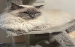 Ragdoll cats for sale: Beautiful Ragdoll Kitten  - Image 23