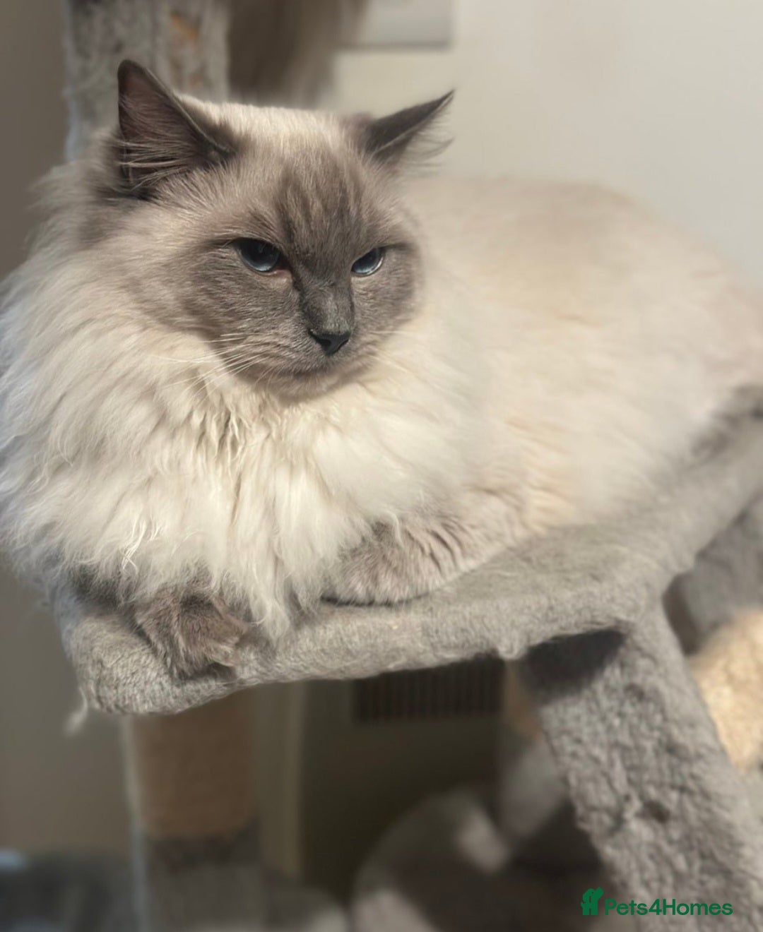 Ragdoll cats for sale: Beautiful Ragdoll Kitten  - Image 23