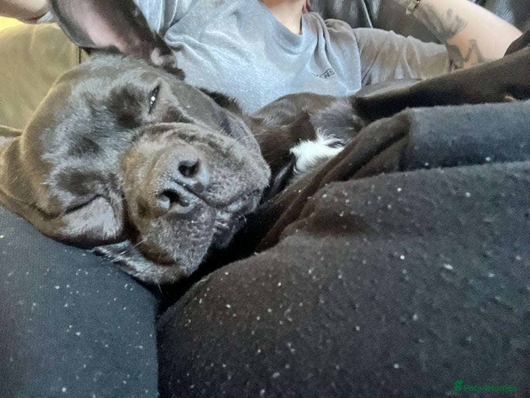 Frug dogs for sale: Female frug - Image 10