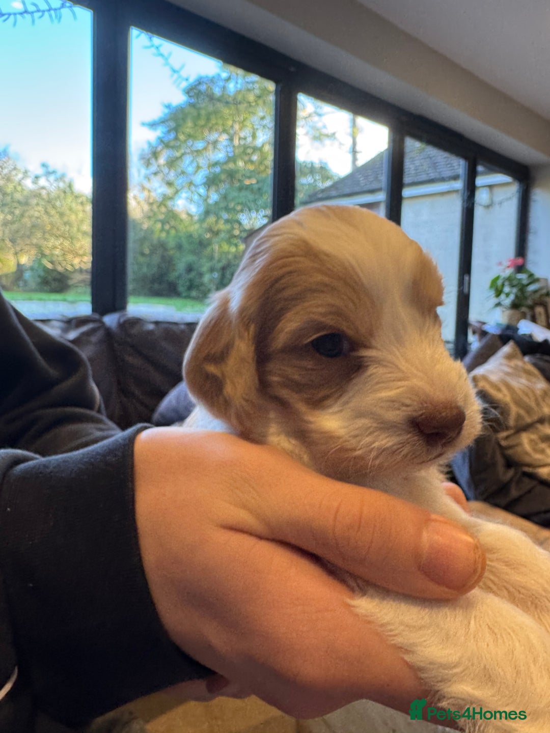 Mixed Breed dogs for sale: Sprockerpoo puppies for sale - Advert 27