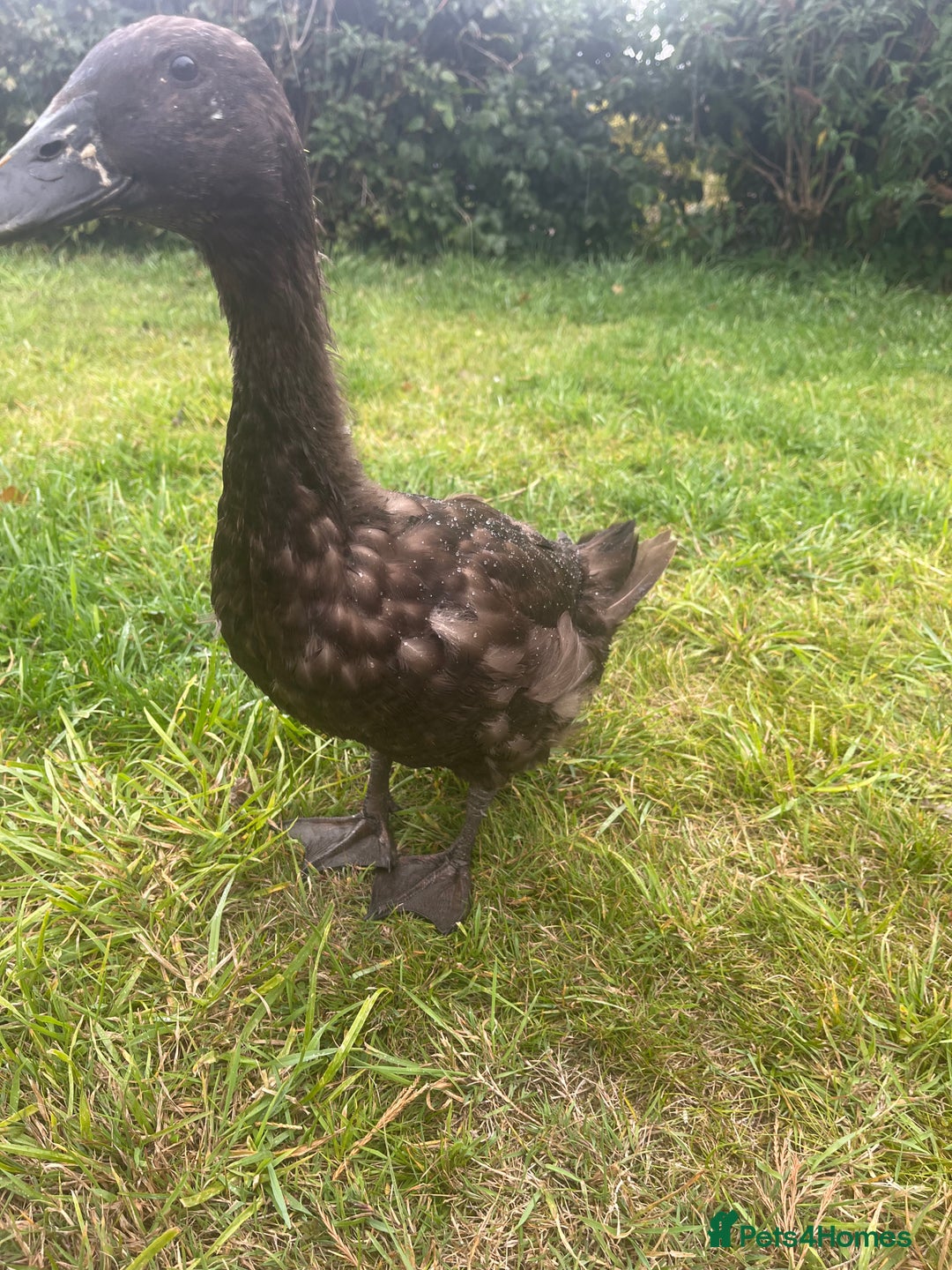 Ducks poultry for sale: Indian Runner Ducks  - Image 9