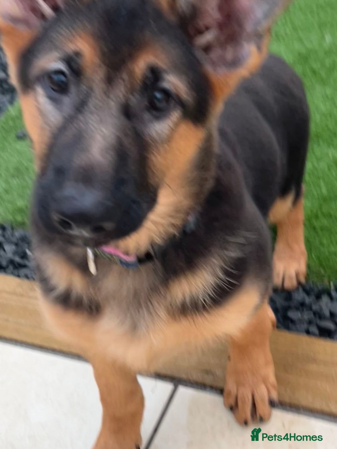 German Shepherd dogs for sale: Healthy German shepherd puppy needs new home - Image 6