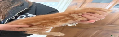 Madam 