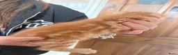 Domestic Shorthair cats for sale: 2 beautiful ginger baby’s  - Advert 9