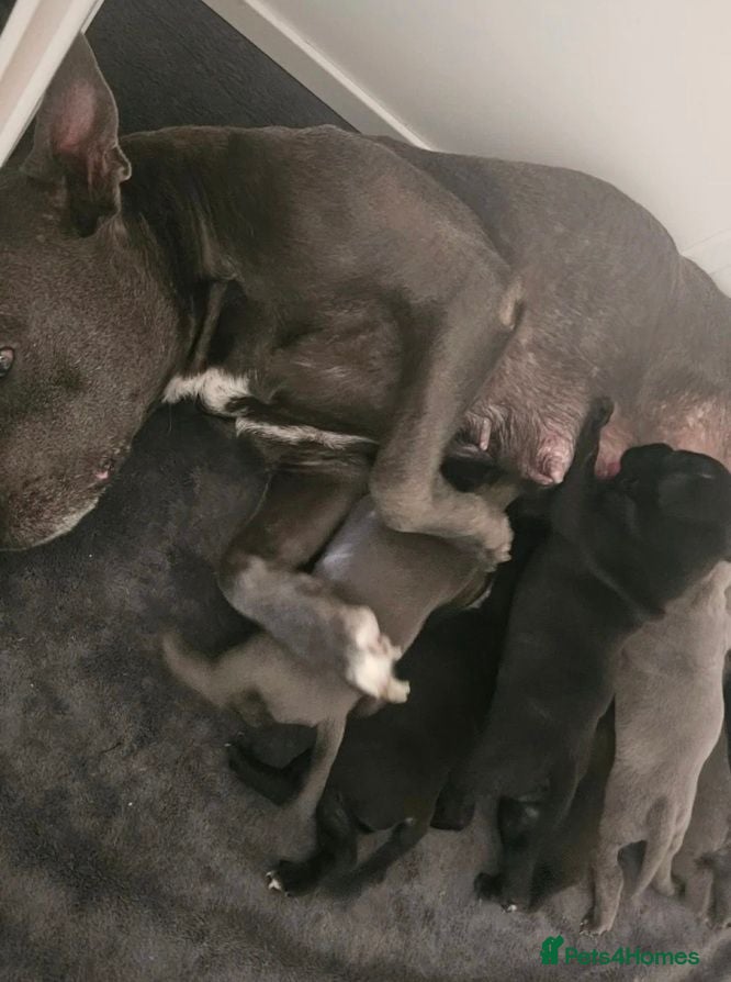 Staffordshire Bull Terrier dogs Beautiful Family-raised Blue Brindle Staffy Pups - Advert 1