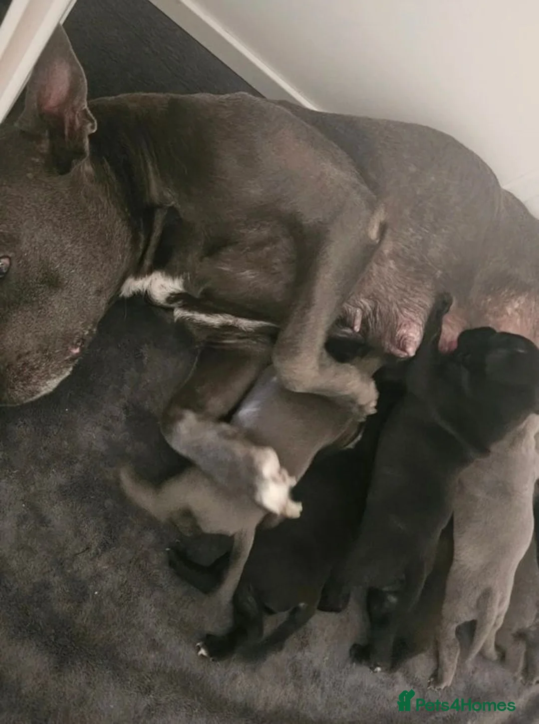 Staffordshire Bull Terrier dogs for sale: Beautiful Family-raised Blue Brindle Staffy Pups - Advert 1