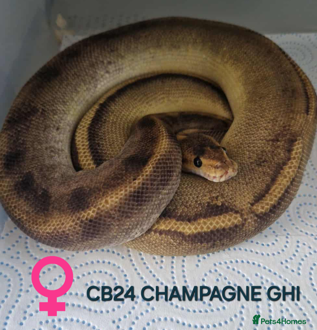 Python Snake reptiles for sale: Various hatchlings and sub adults in West Bromwich - Image 7