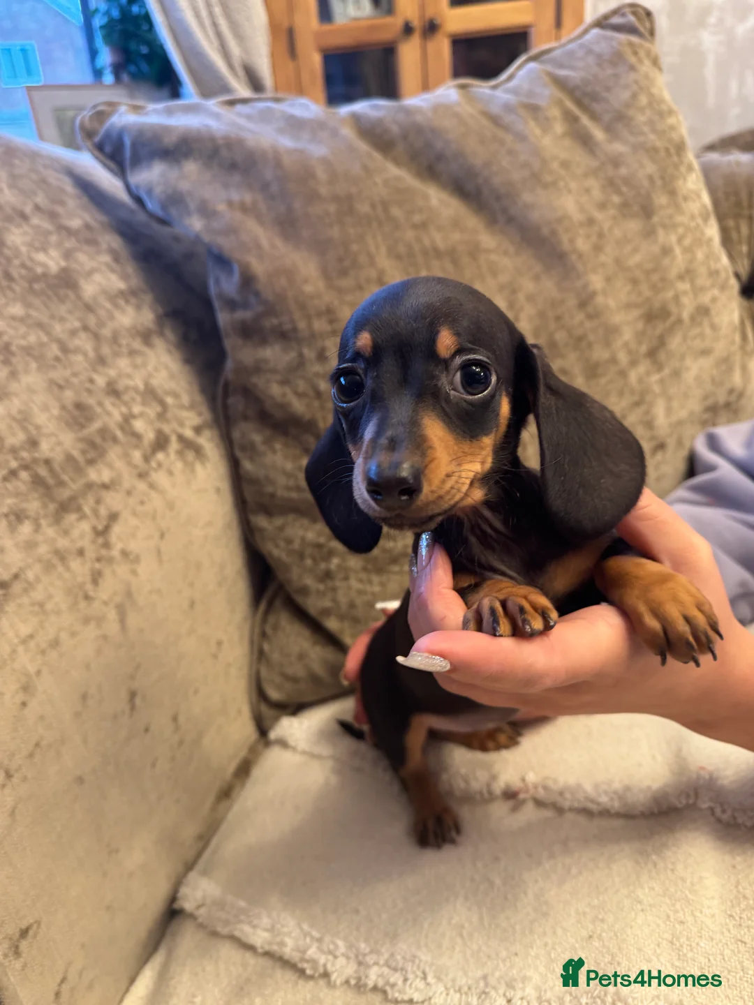 Miniature Dachshund dogs for sale: Miniature Dachshund puppies - Advert 12