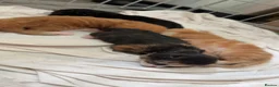 Mixed Breed cats for sale: Kittens - Advert 2