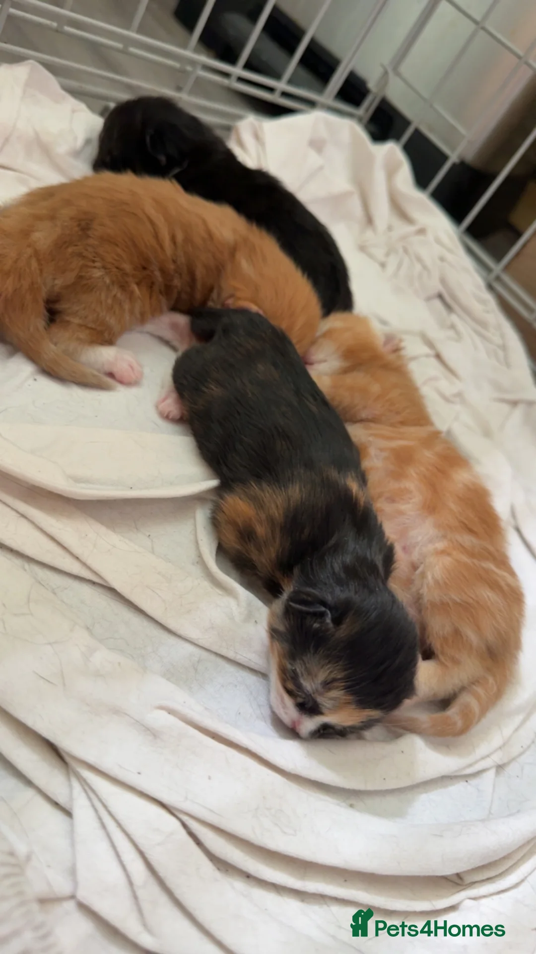 Mixed Breed cats for sale: Kittens - Advert 2
