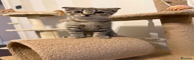 Scottish Fold - female