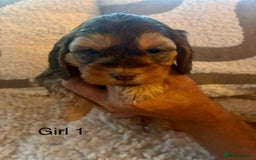 Cockapoo dogs for sale: 👑 Stunning F1 Cockapoo puppies👑 - Image 5