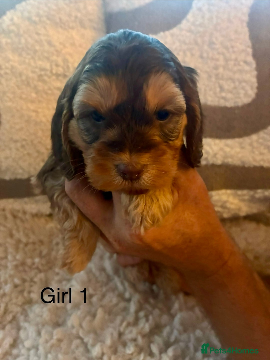 Cockapoo dogs for sale: 👑 Stunning F1 Cockapoo puppies👑 - Image 5