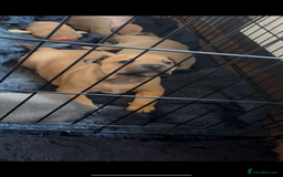 Mixed Breed dogs for sale: Staffie/Frenchie pups - Image 20
