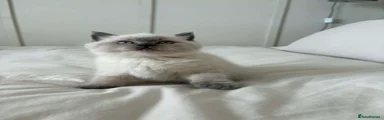 British Shorthair 2
