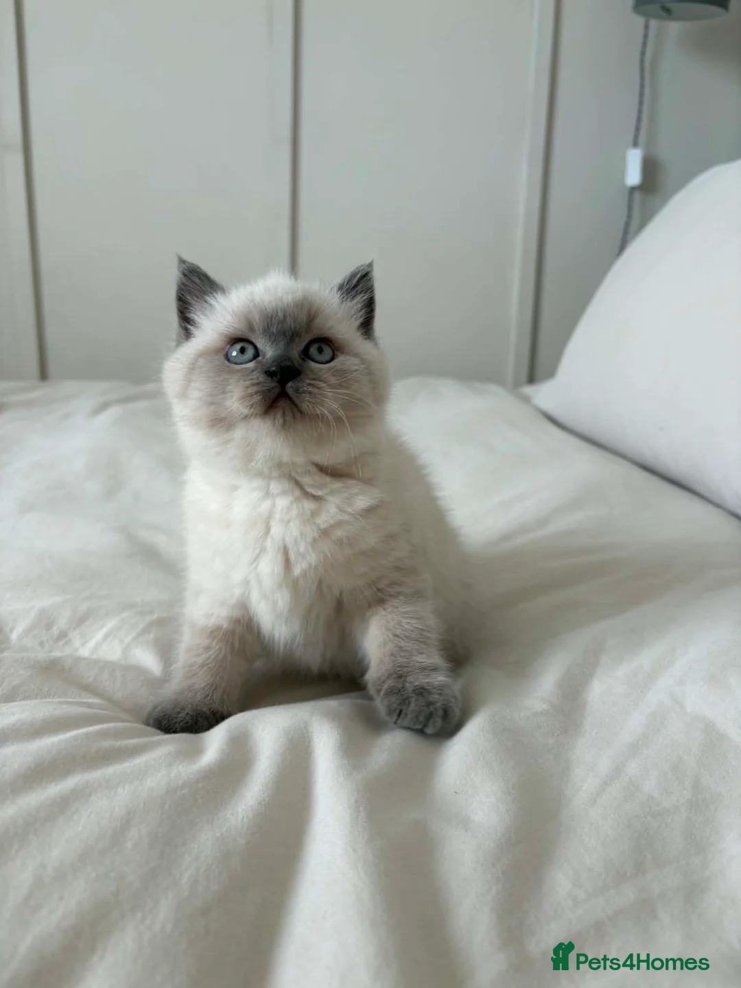 British Shorthair cats for sale: Beautiful British shorthair Scottish fold kittens  in Norwich - Advert 2