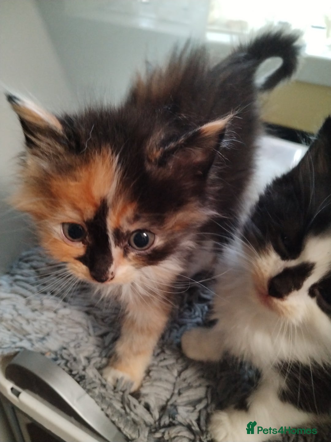 Ragdoll cats for sale: Simple gorgeous ragdoll x - Image 3