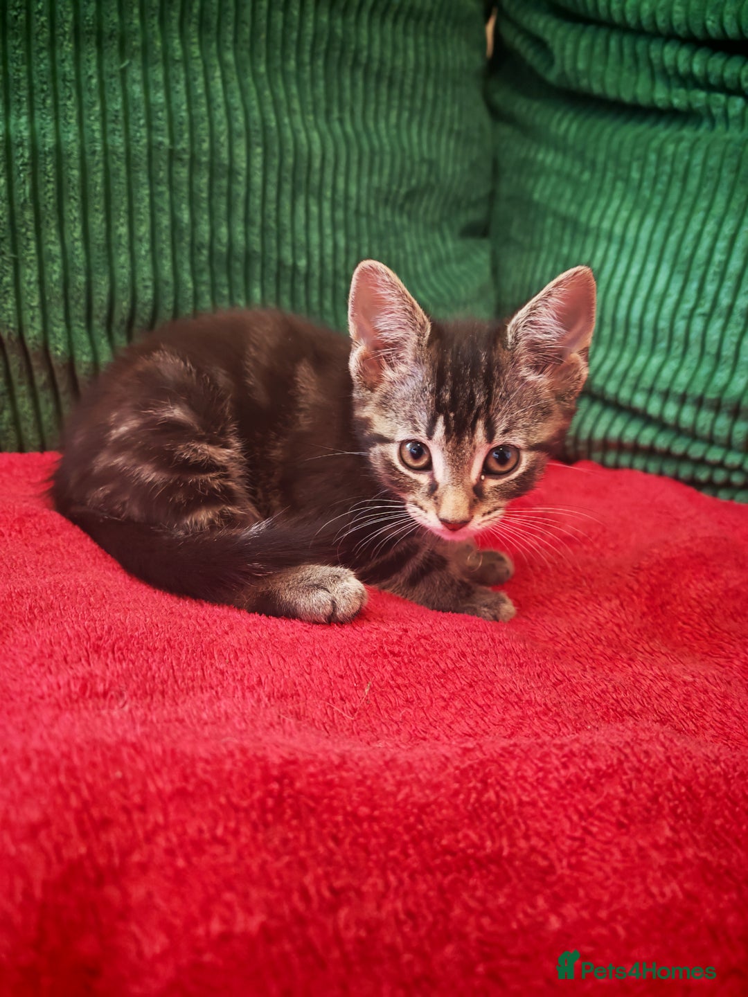 Mixed Breed cats for sale: Four Gorgeous Tuxedo & Tabby Kittens  - Image 9