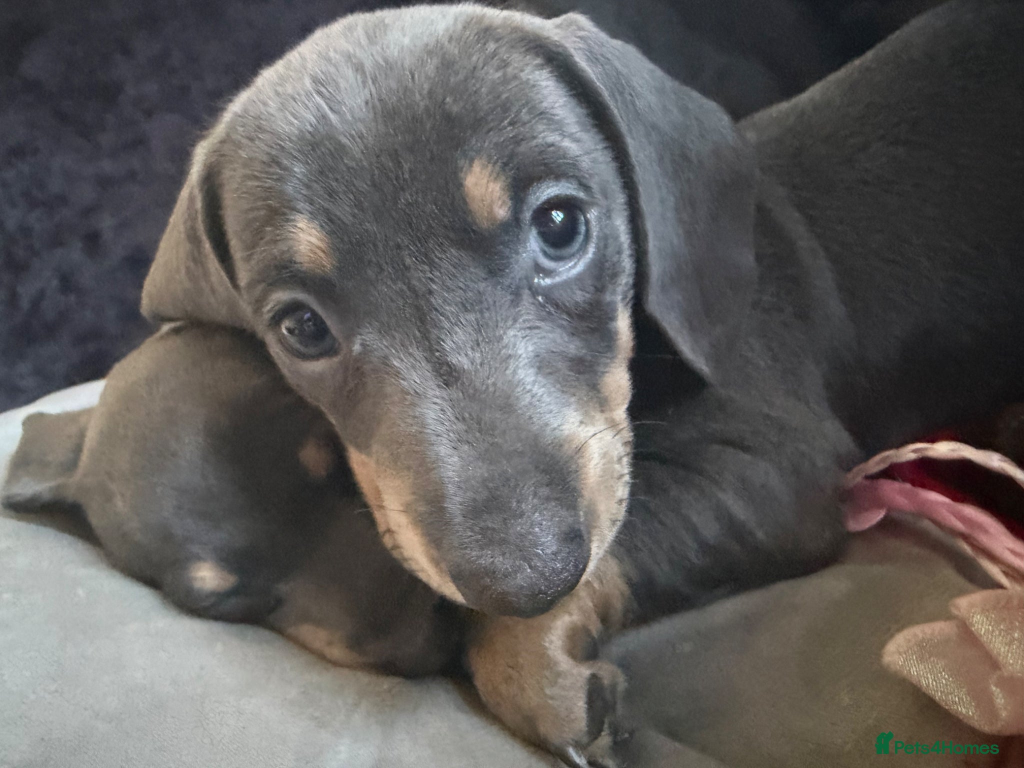 Dachshund dogs 1 girl wanting to find her forever sofa - Advert 15