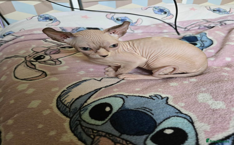 Sphynx cats - Advert 1