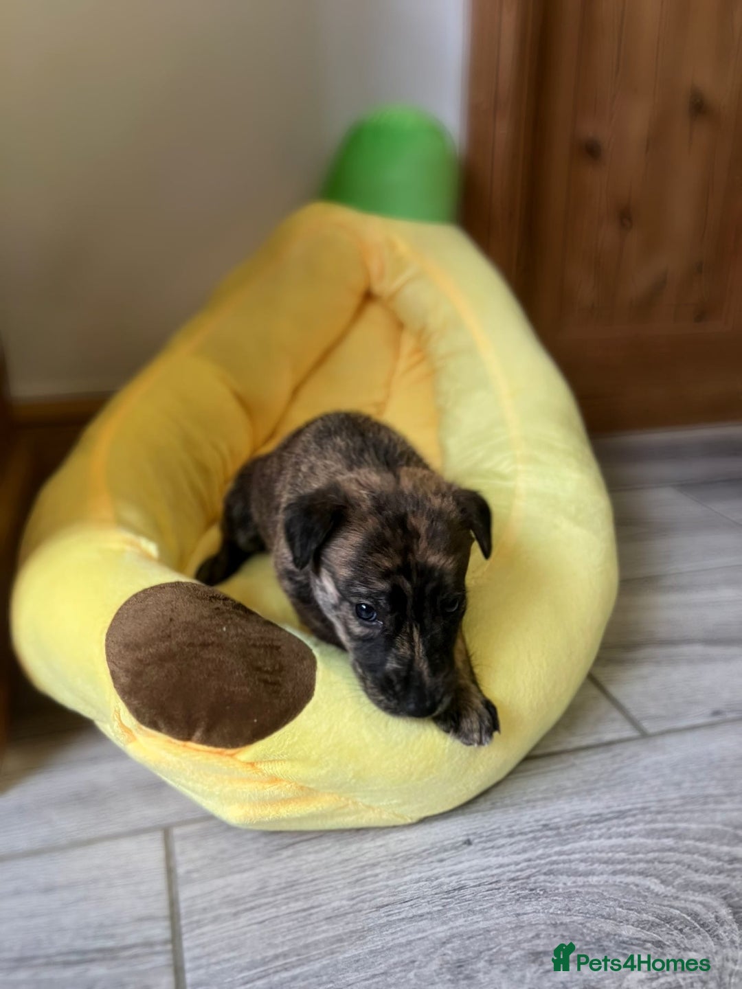 Mixed Breed dogs for sale: German shepherd x Lurcher puppies  - Image 3