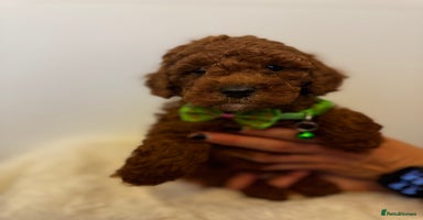 Toy Poodle dogs - Advert 4