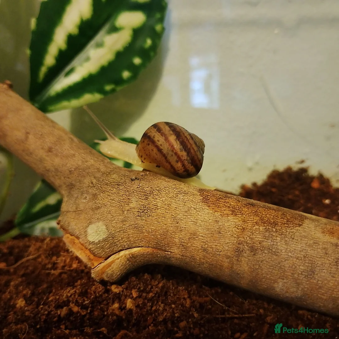 Snails invertebrates for sale: Precious little snails for sale  - Advert 1