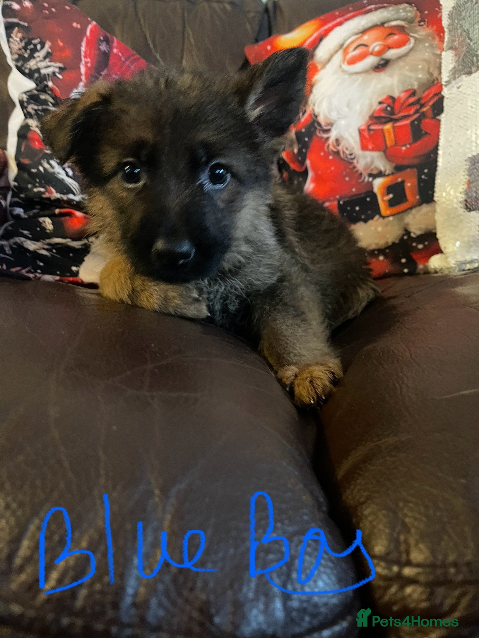 German Shepherd dogs German shepherd puppies - Stunning 1 boy left - Advert 5