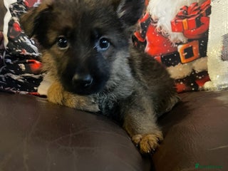 German Shepherd dogs German shepherd puppies - Stunning 1 boy left - Advert 2