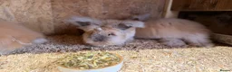 Angora rabbits for sale: Angora - Advert 13