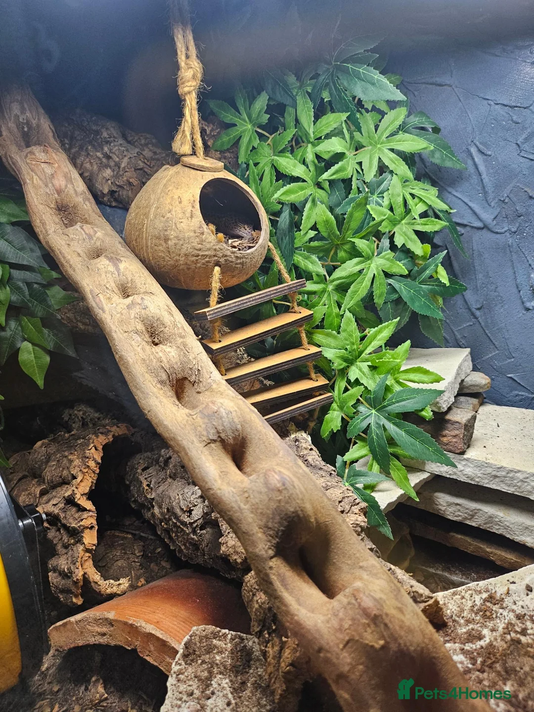 Leopard Gecko reptiles for sale: 3x female leopard geckos with amazing setup - Advert 14
