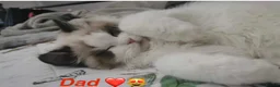 Ragdoll cats for sale: Full pedigree Champion line Ragdoll kittens ❤️😻 - Advert 17