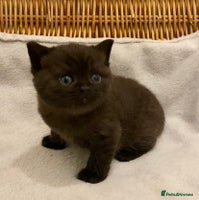 British Shorthair cats - Advert 13