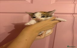 Bengal cats for sale: Bengal mix   in Manchester - Image 11