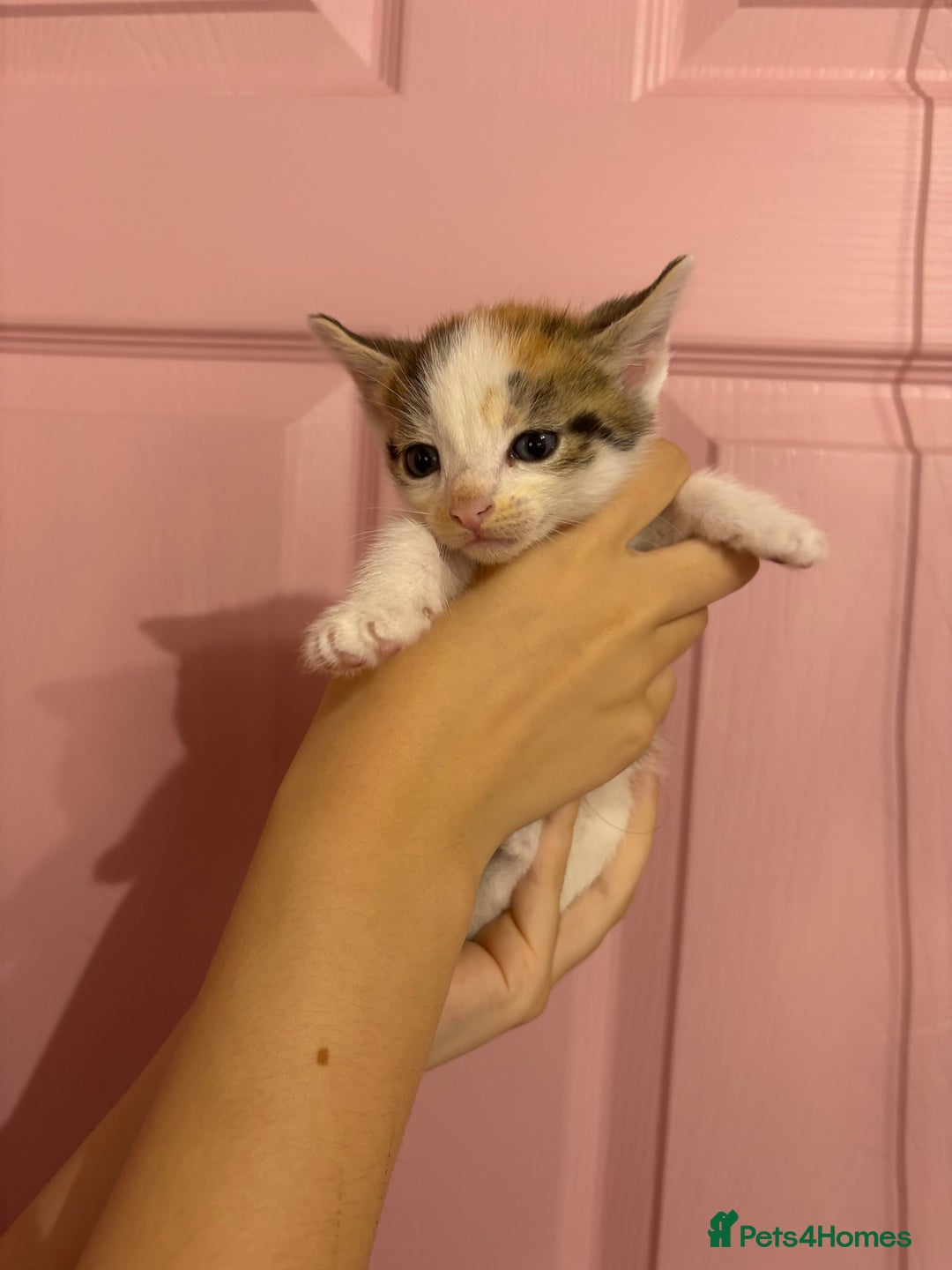 Bengal cats for sale: Bengal mix   in Manchester - Image 11