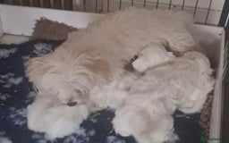 Maltese dogs for sale: Stunning Pure Maltese Puppies - Image 18