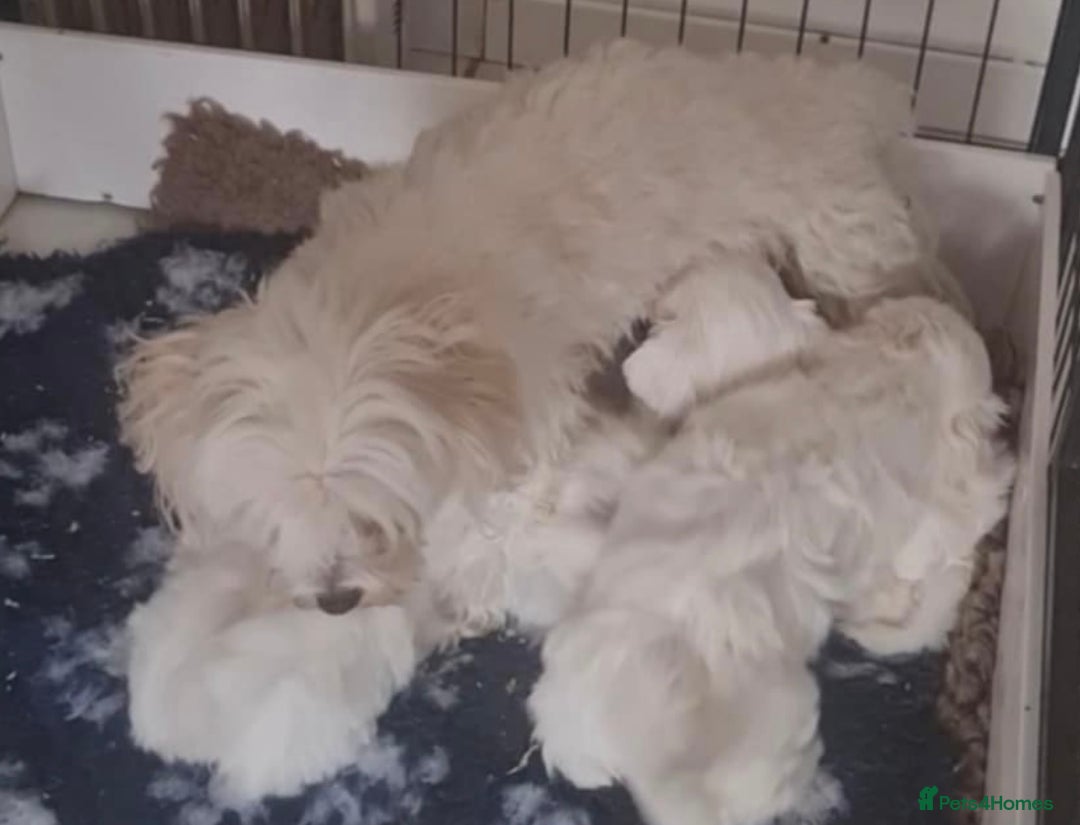 Maltese dogs for sale: Stunning Pure Maltese Puppies - Image 18