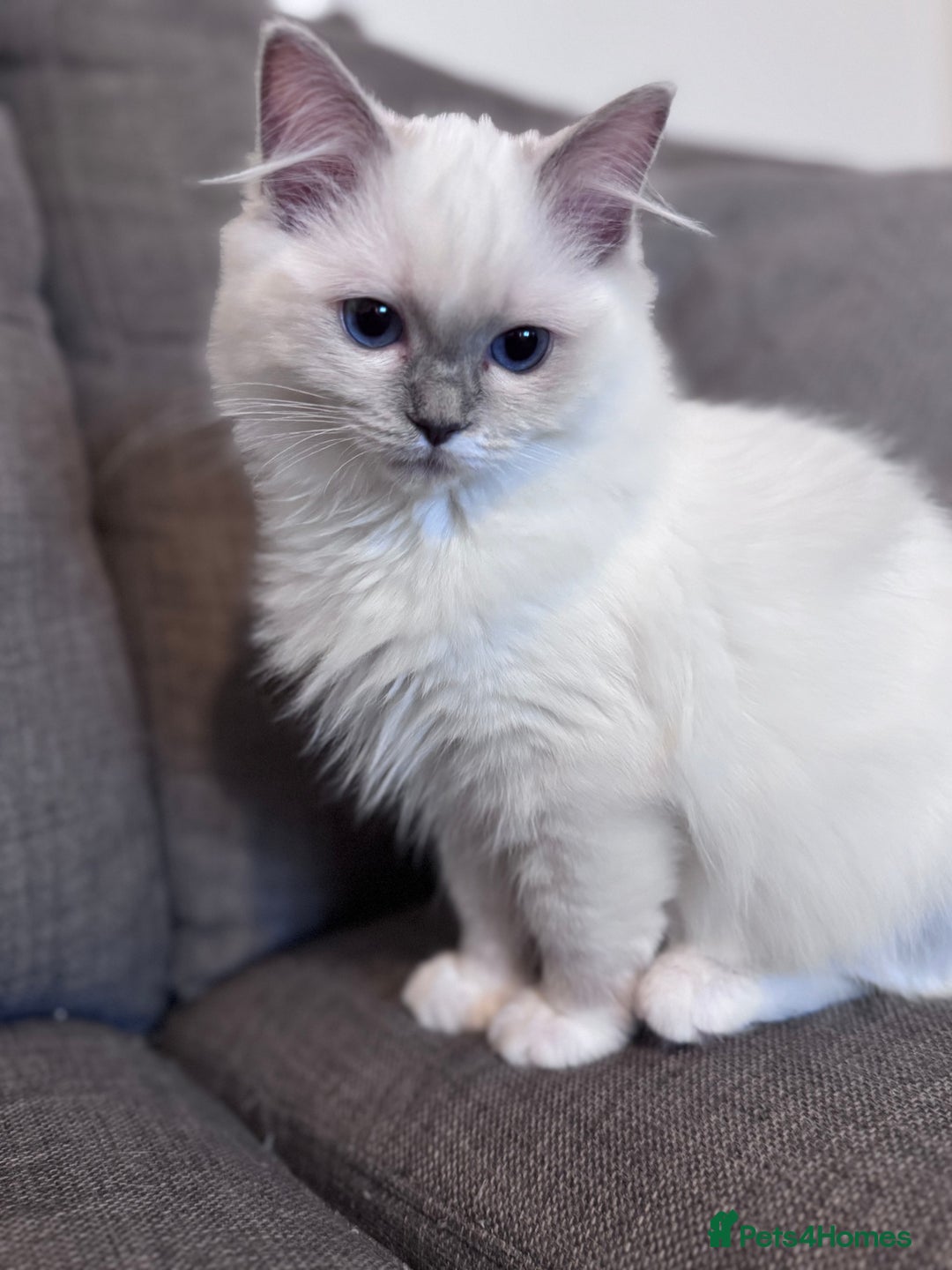 Ragdoll cats for sale: Ragdolls Kittens Blue and lilac  - Advert 8