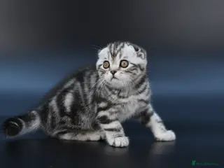 Scottish Fold cats LICENSED CATTERY, PURE BREED TOP QUALITY KITTENS - Advert 12