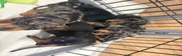Miniature Dachshund dogs for sale: 🐾 Beautiful Miniature Dachshund 🐾 - Advert 4