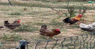 Chickens poultry - Advert 2
