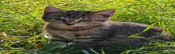 Domestic Shorthair cats for sale: Happy Kittens Looking for a new forever home - Advert 5