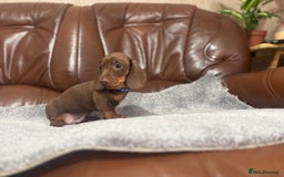 Miniature Dachshund dogs for sale: Chocolate dachshund babies  - Image 19