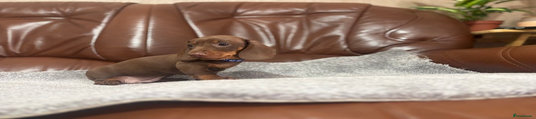 Miniature Dachshund Puppy 3